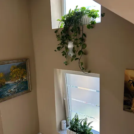 Panto * Тирана