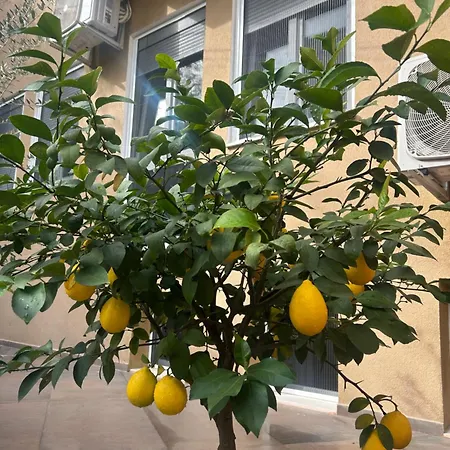 Panto * Тирана